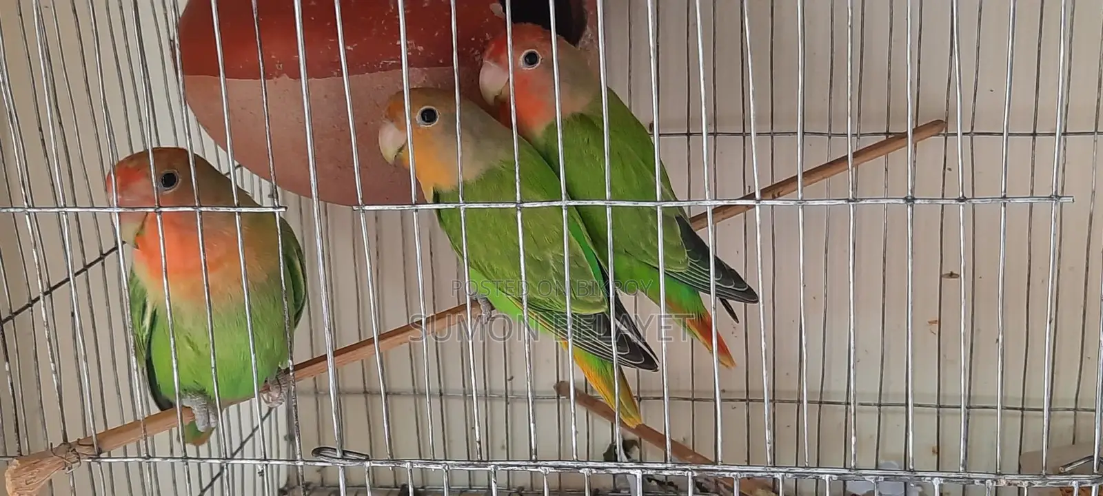 3 Lovebirds for sale.