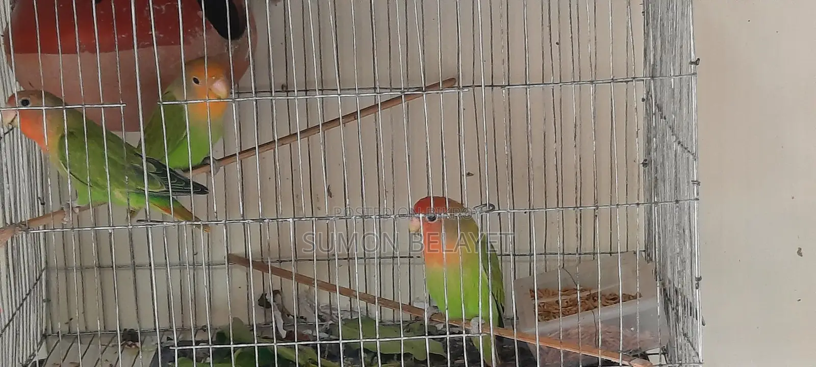 3 Lovebirds for sale.