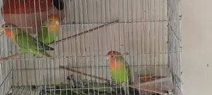 3 Lovebirds for sale.