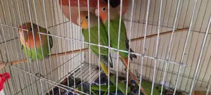 3 Lovebirds for sale.