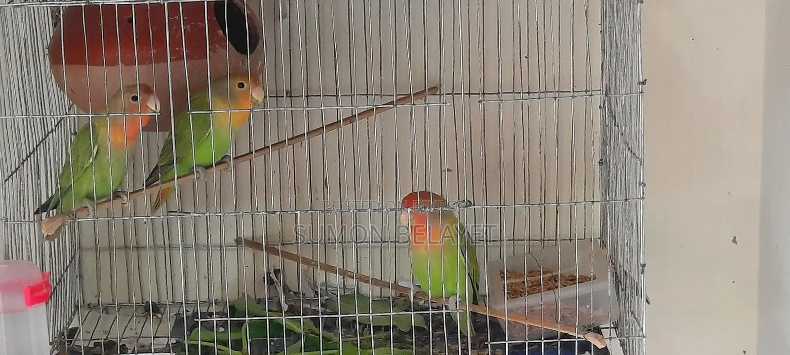 3 Lovebirds for sale.