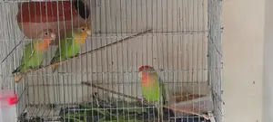 3 Lovebirds for sale.