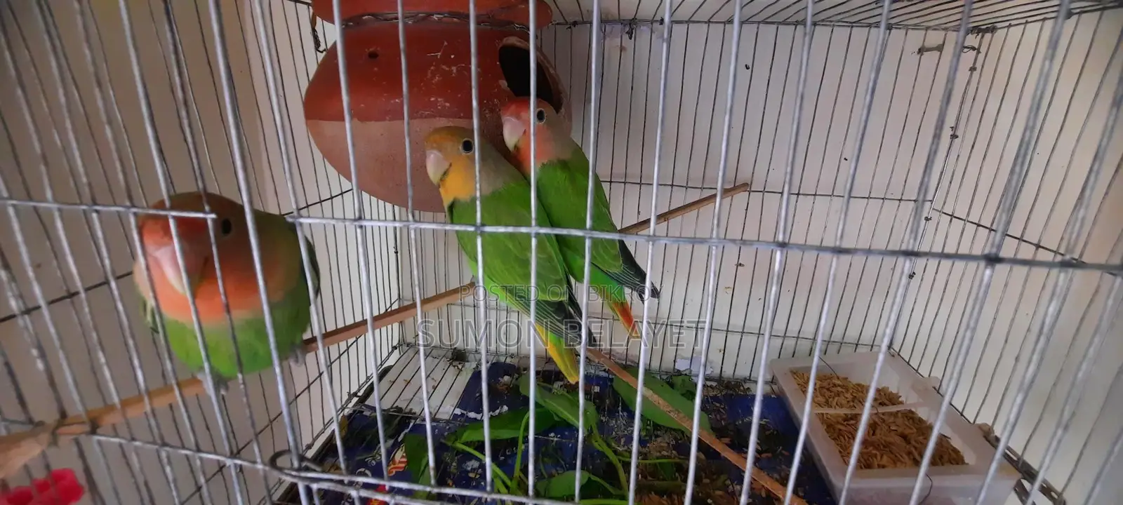 3 Lovebirds for sale.