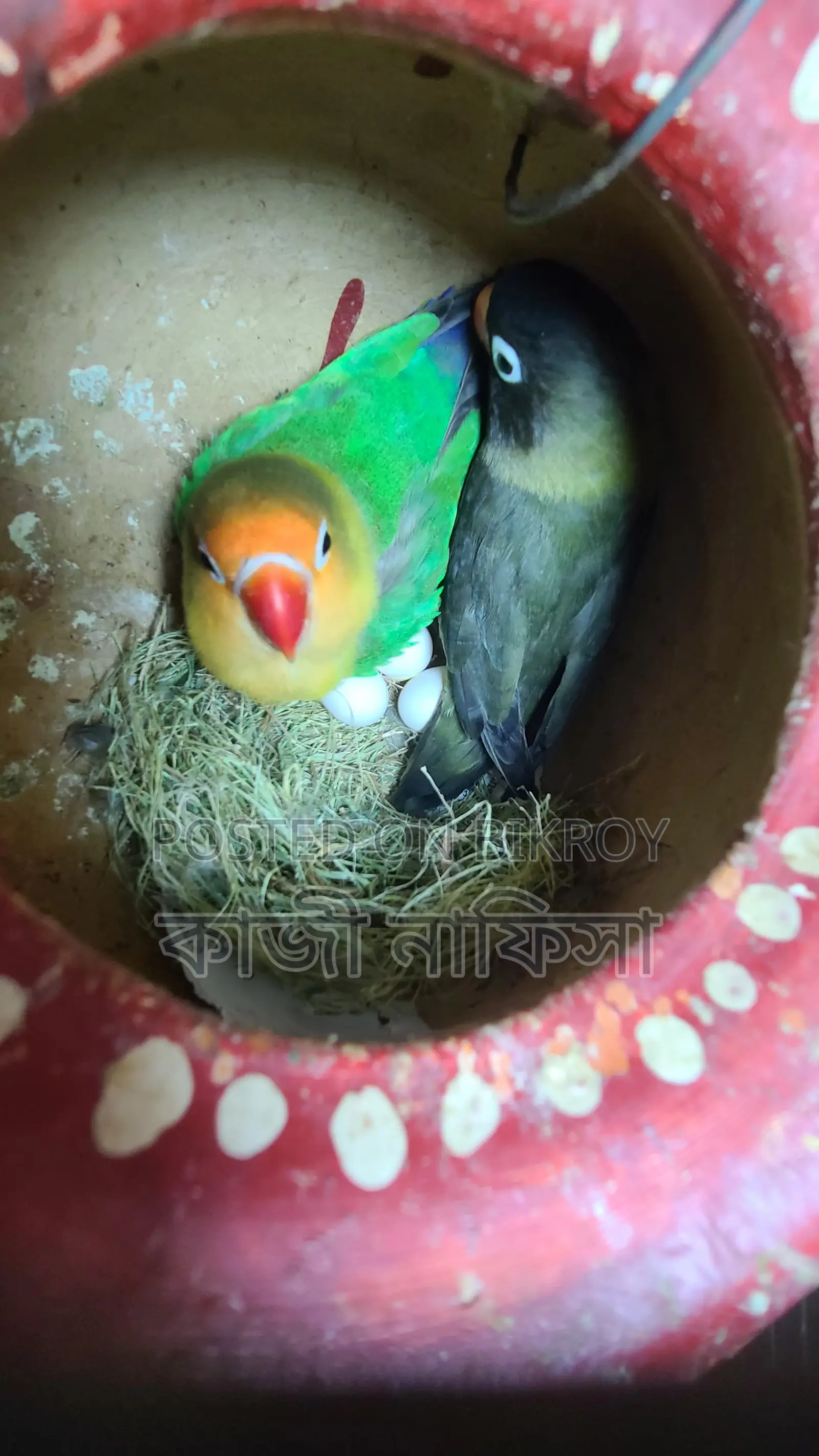 Running Lovebirds