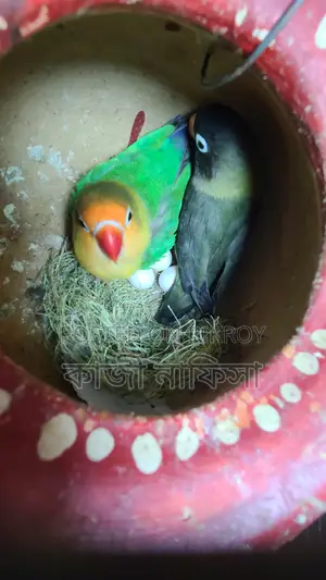 Running Lovebirds