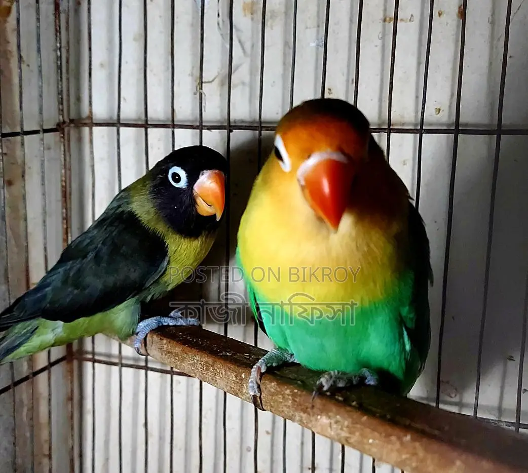 Running Lovebirds