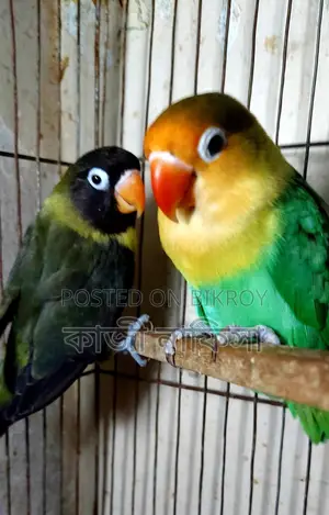 Running Lovebirds