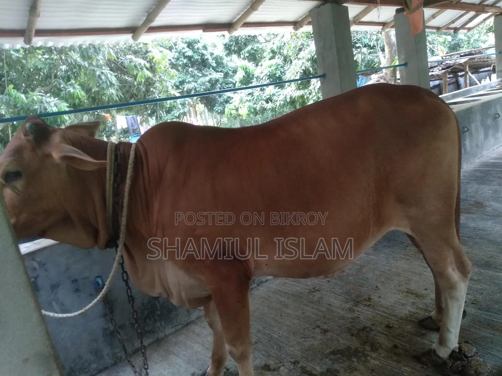 Heifer Cow