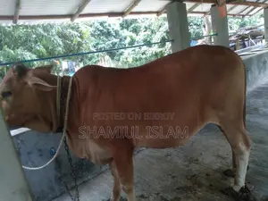 Heifer Cow