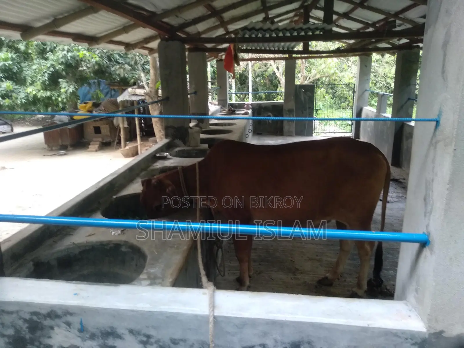 Heifer Cow