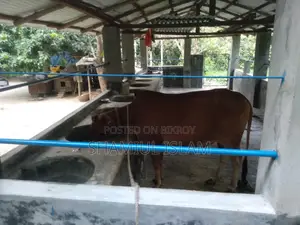 Heifer Cow