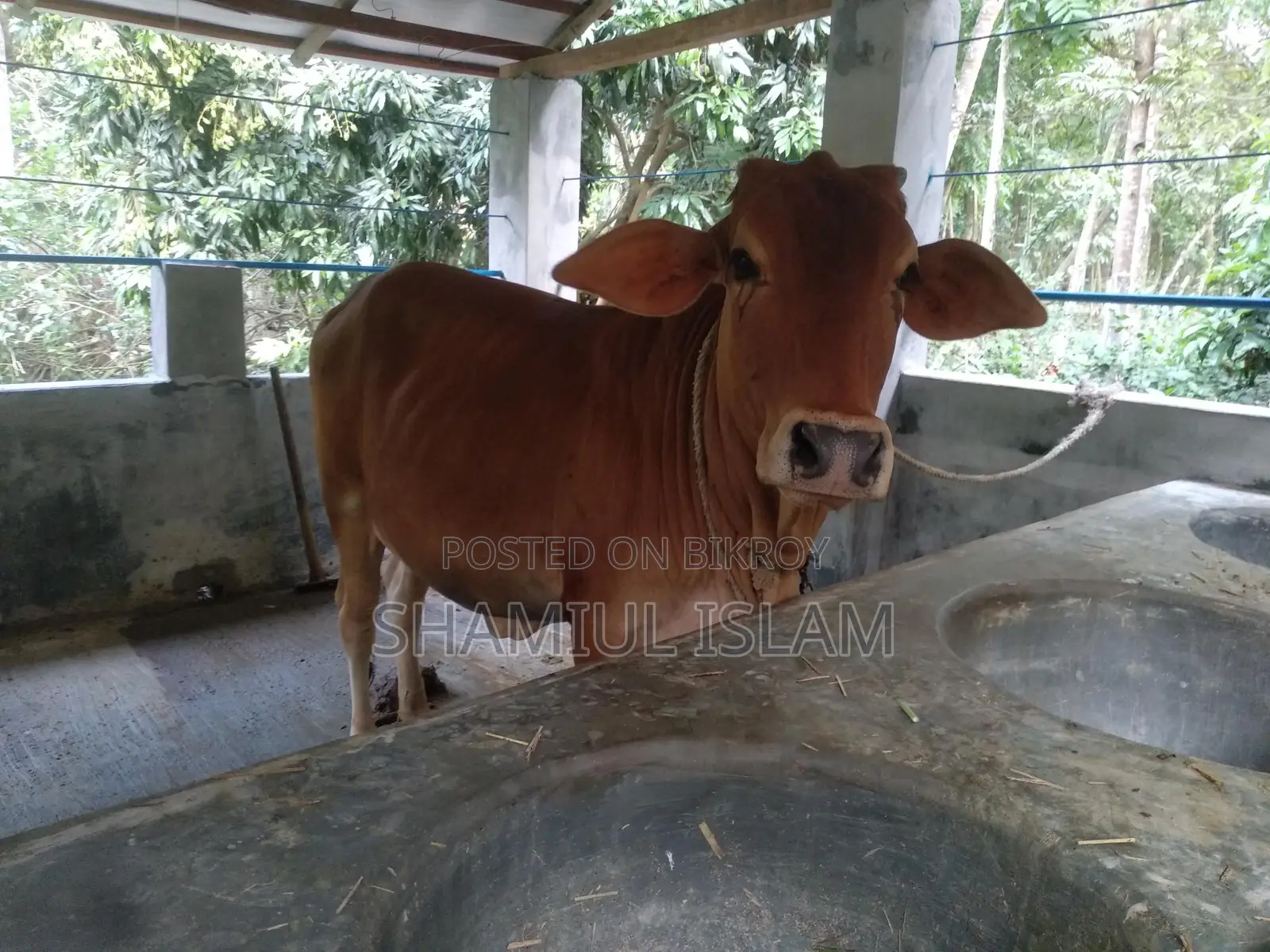 Heifer Cow