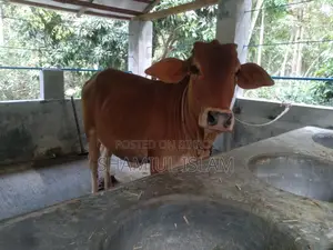 Heifer Cow