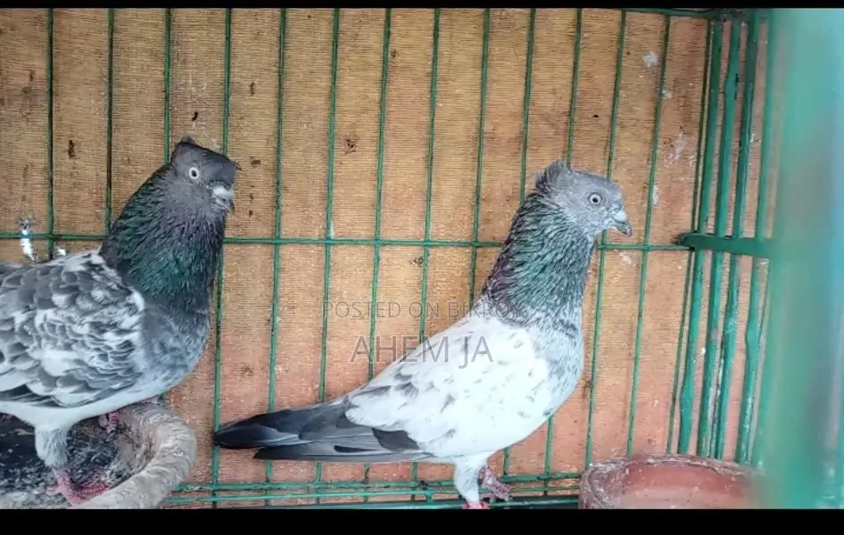 Giribaz Chuital Pigeons