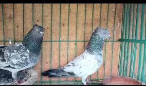 Giribaz Chuital Pigeons