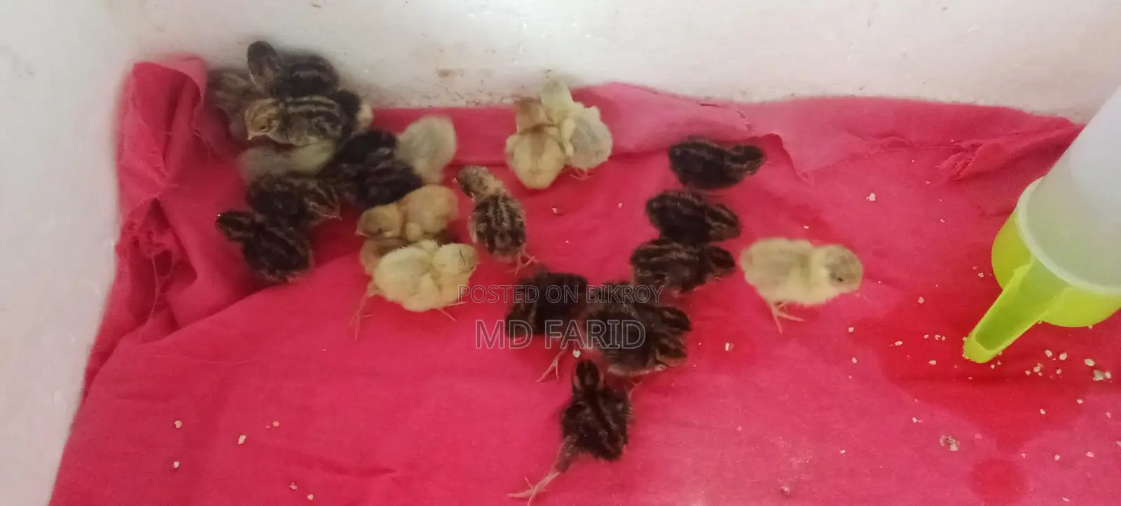 কিং কোয়েলের বাচ্চা বিক্রি হবে