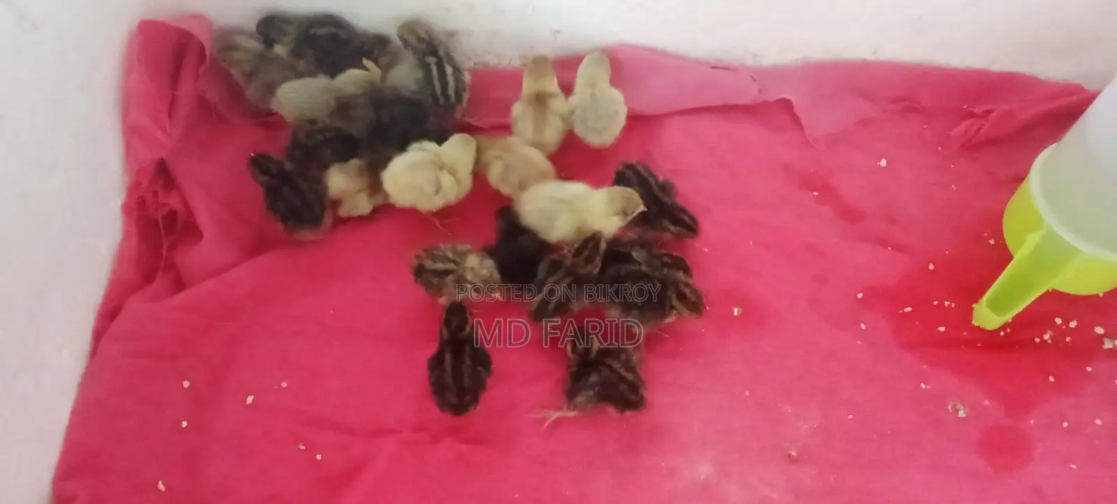 কিং কোয়েলের বাচ্চা বিক্রি হবে