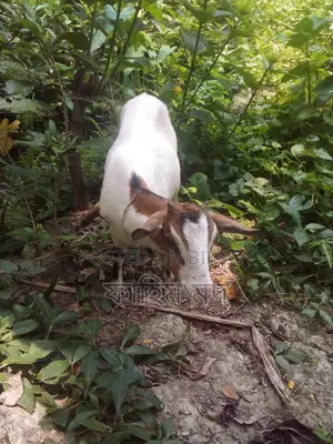 Selling this goat
