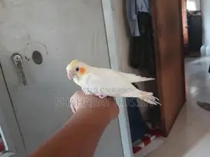 Red Eye Cokatail