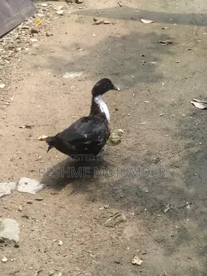 Muscovy Duck