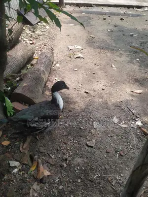 Muscovy Duck