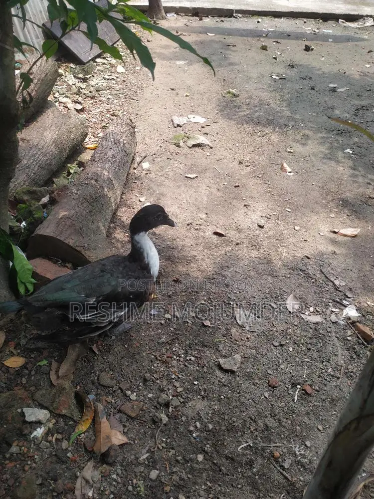 Muscovy Duck