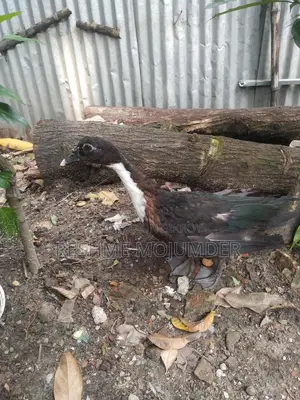 Muscovy Duck