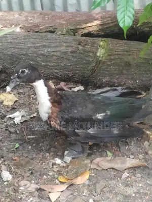 Muscovy Duck