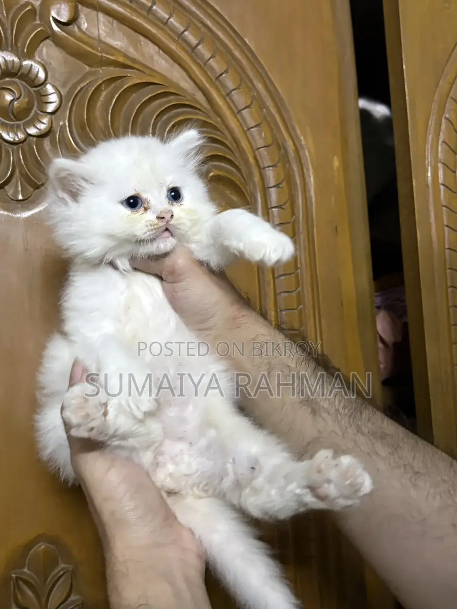 Blue Eyes Persian Male Kitten