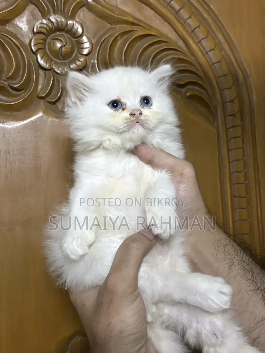 Blue Eyes Persian Male Kitten