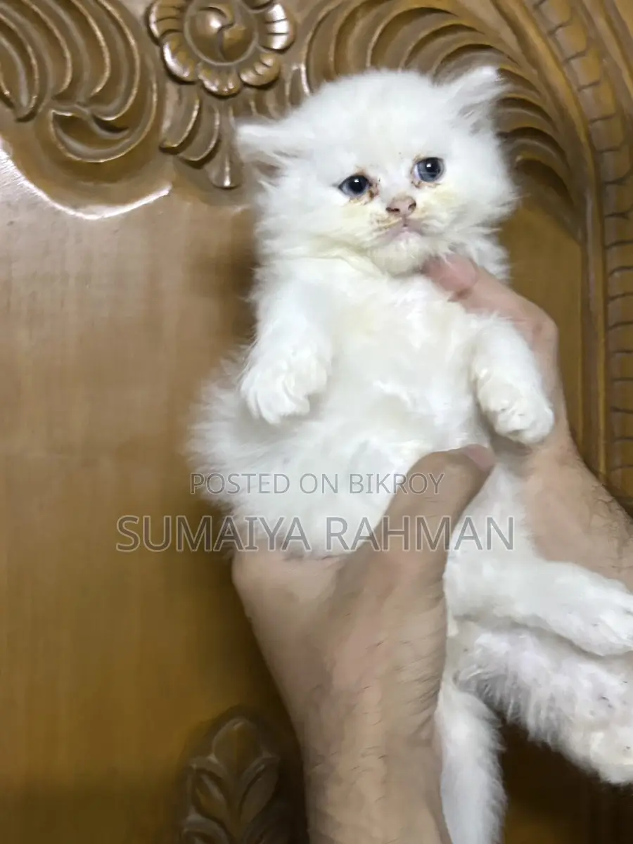 Blue Eyes Persian Male Kitten
