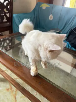 একটি পার্শিয়ান বিড়াল বিক্রি হবে