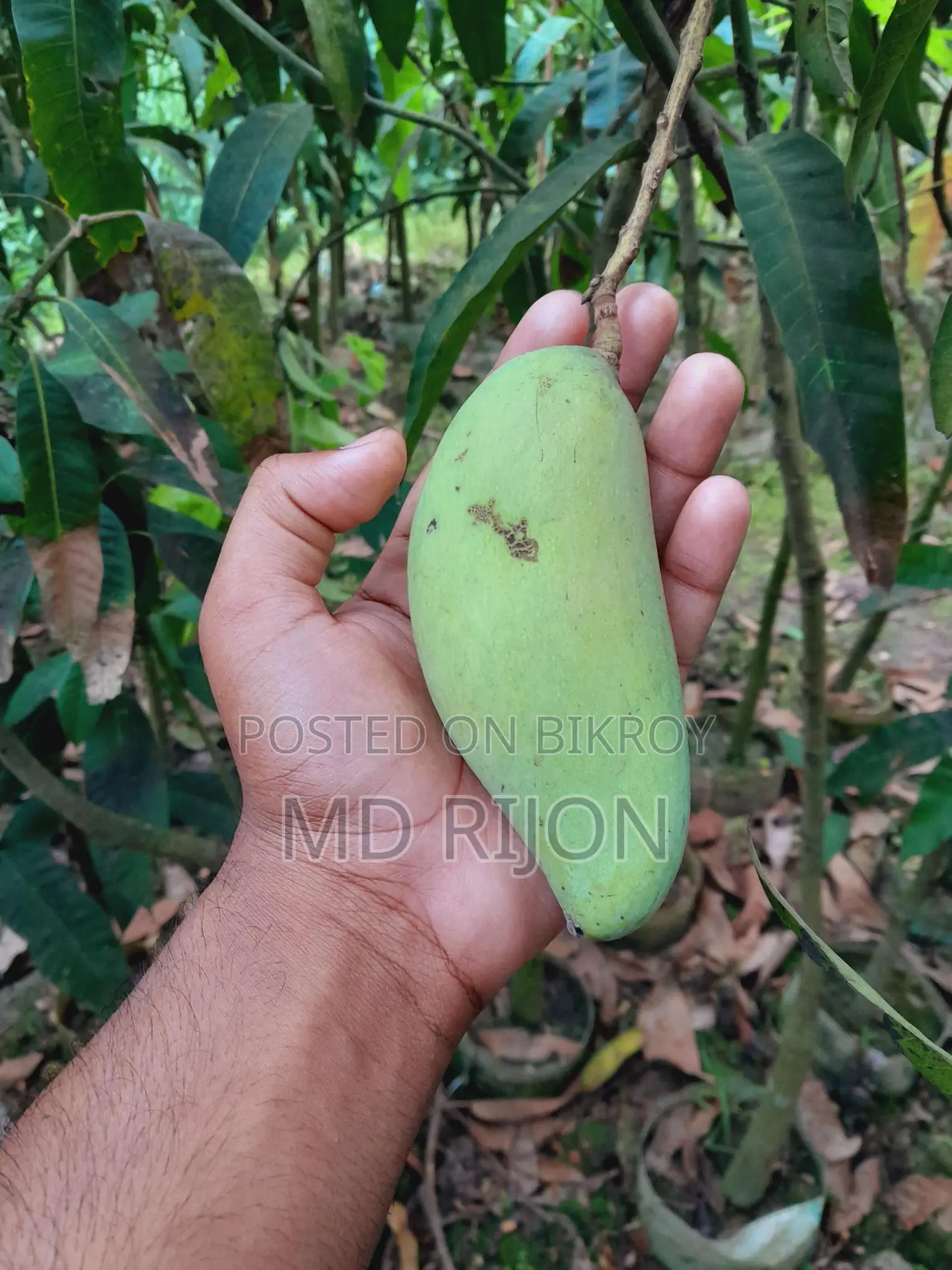 লং ব্যানানা বা আম গাছ