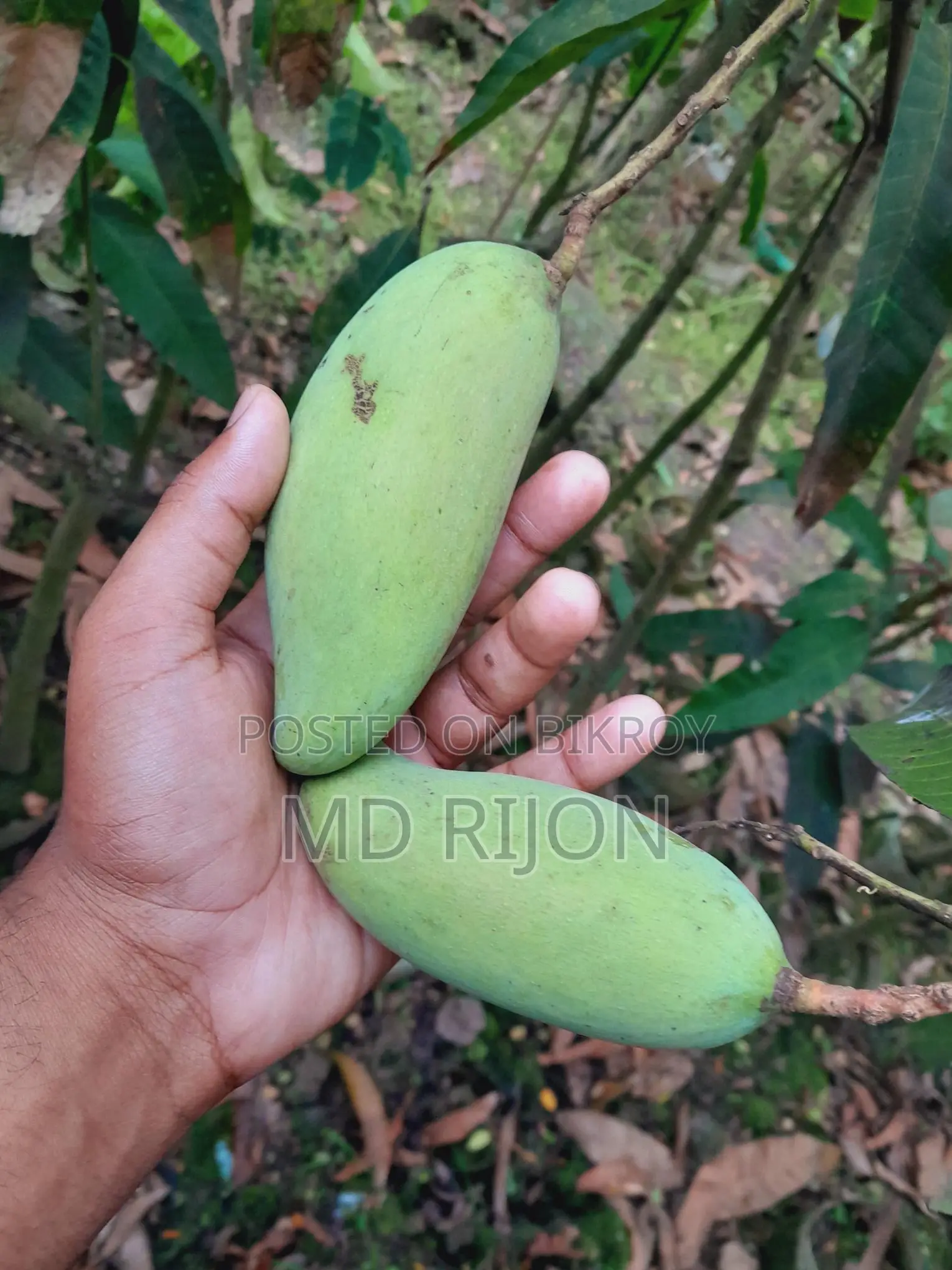 লং ব্যানানা বা আম গাছ
