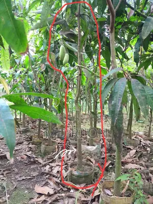 লং ব্যানানা বা আম গাছ