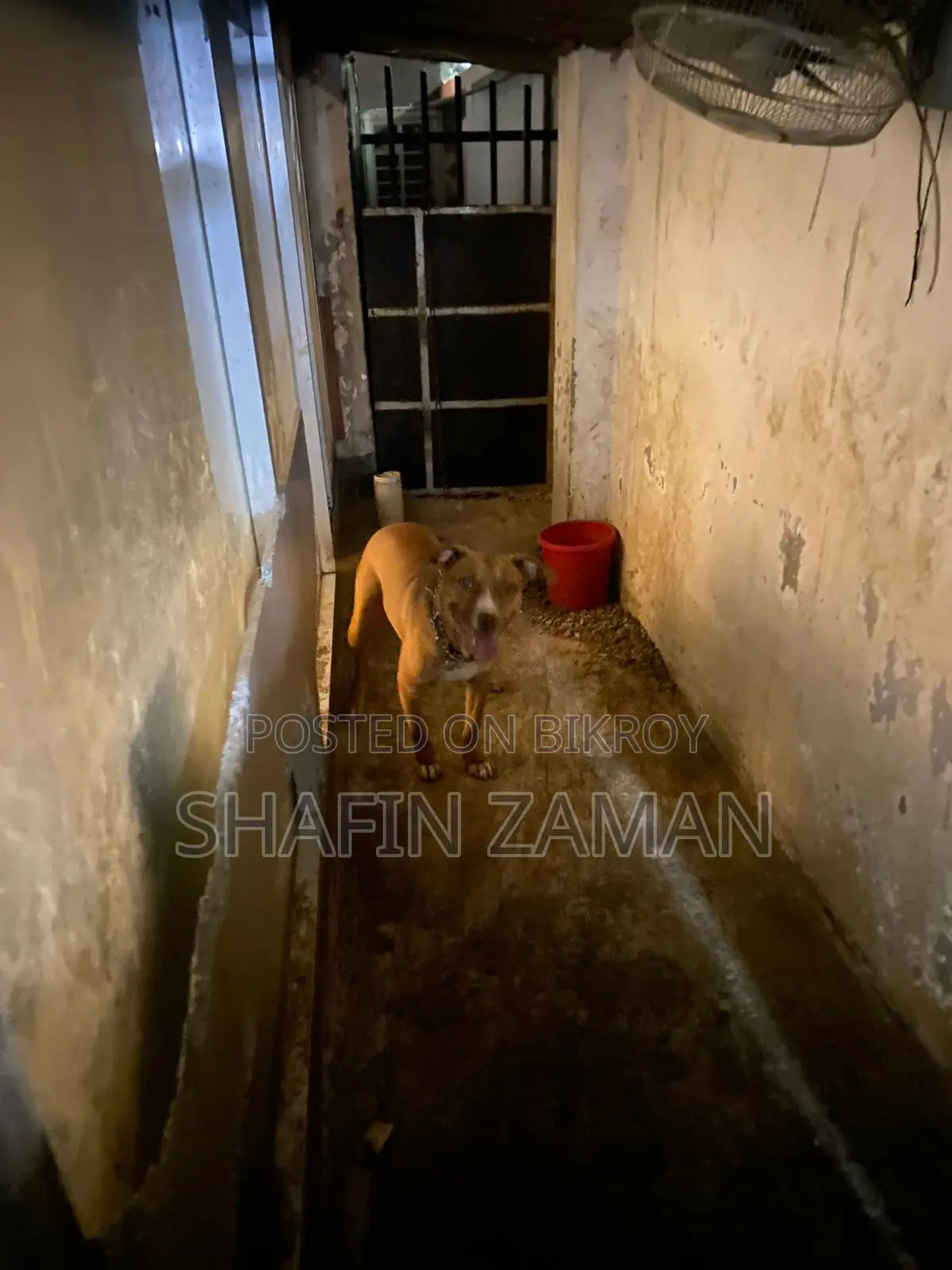 American Pitbull Terrier Dog