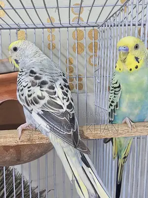 Budgerigar Birds