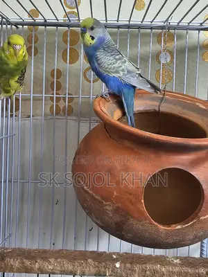 Budgerigar Birds