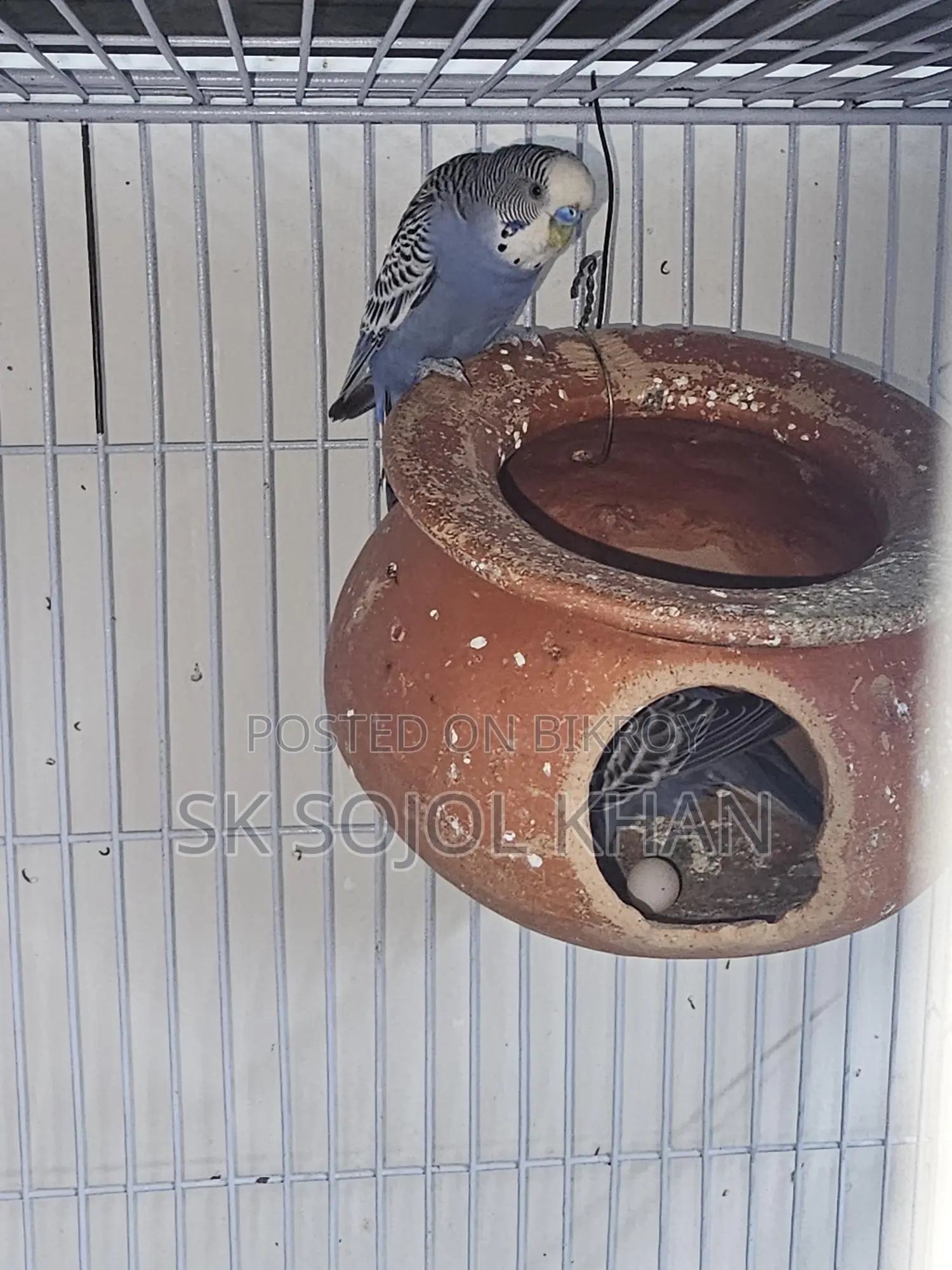 Budgerigar Birds