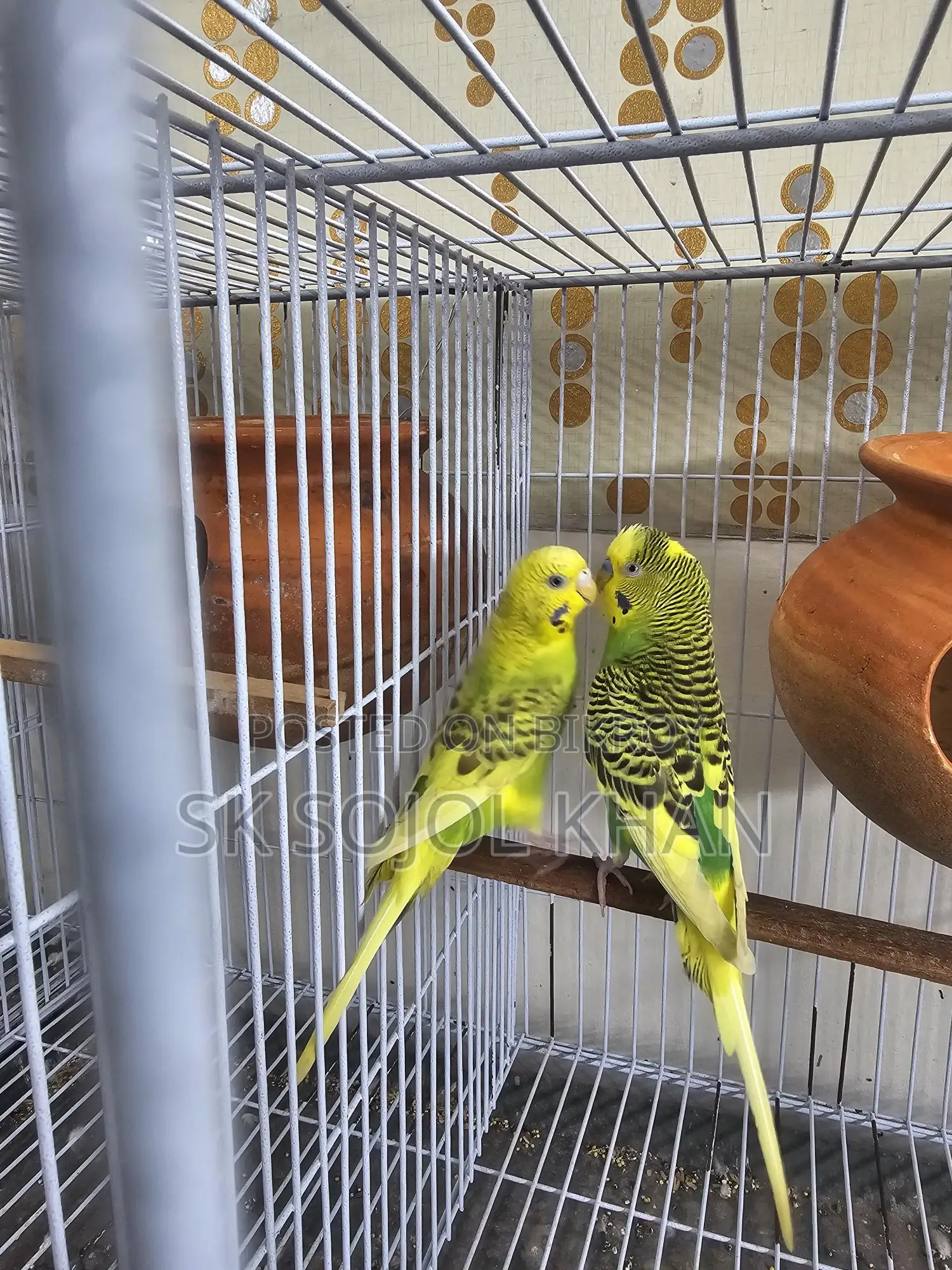 Budgerigar Birds