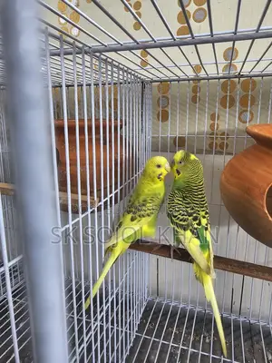 Budgerigar Birds