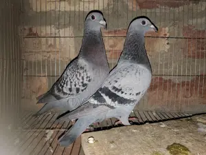 kobutor