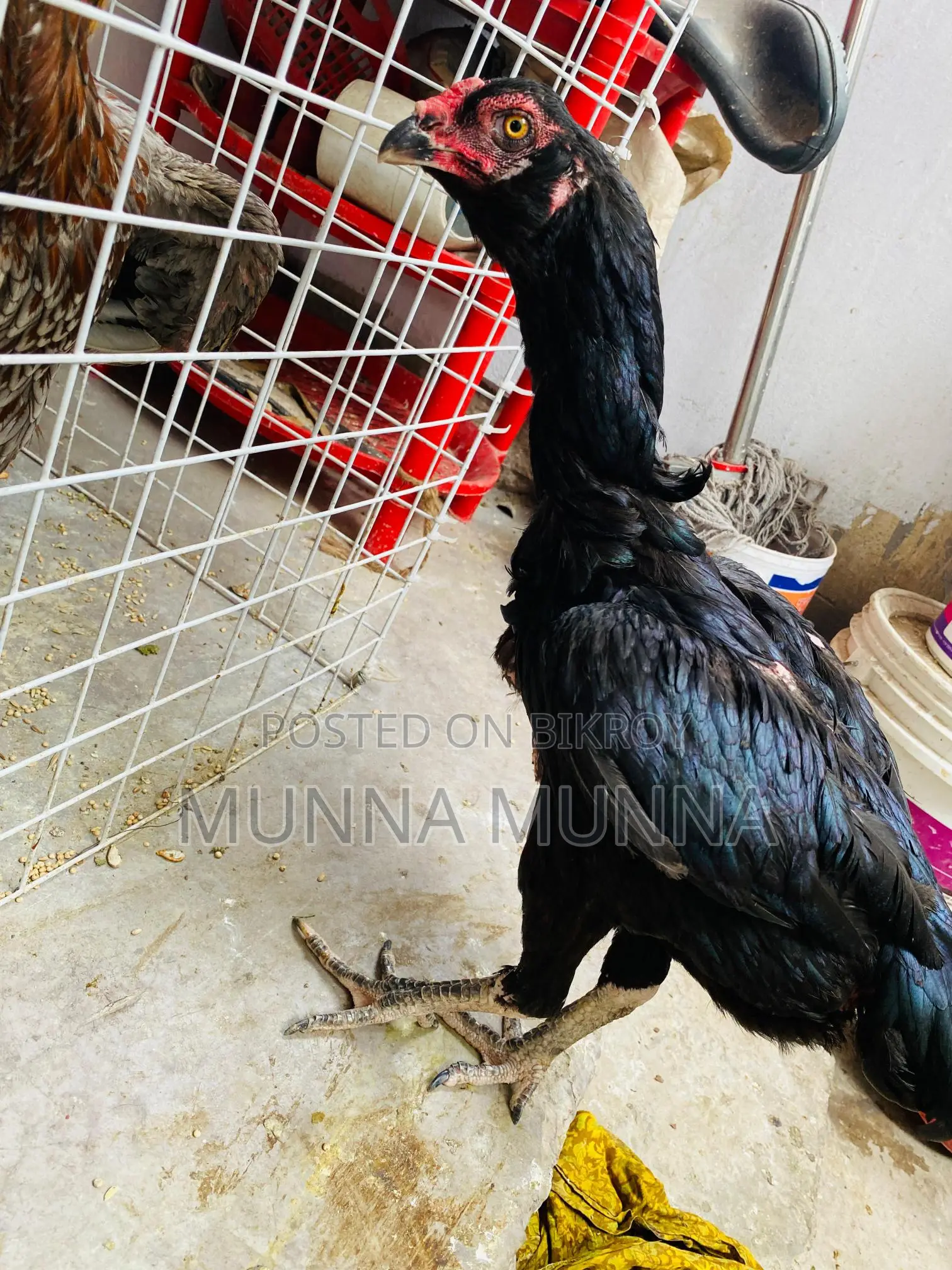 Active Hasil Chicken