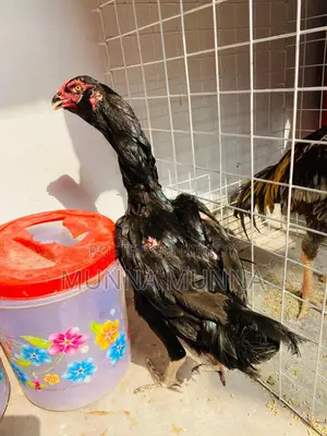 Active Hasil Chicken
