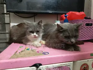 Persian Cat