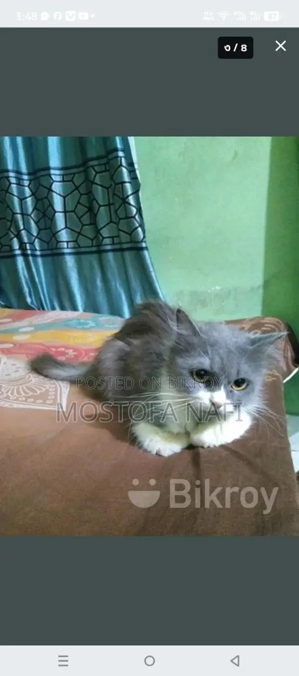 Persian Cat