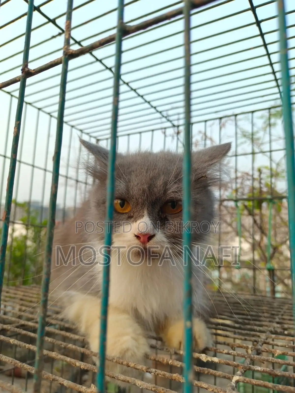 Persian Cat