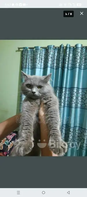 Persian Cat