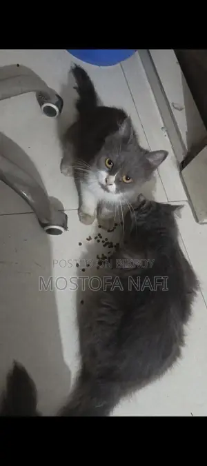 Persian Cat