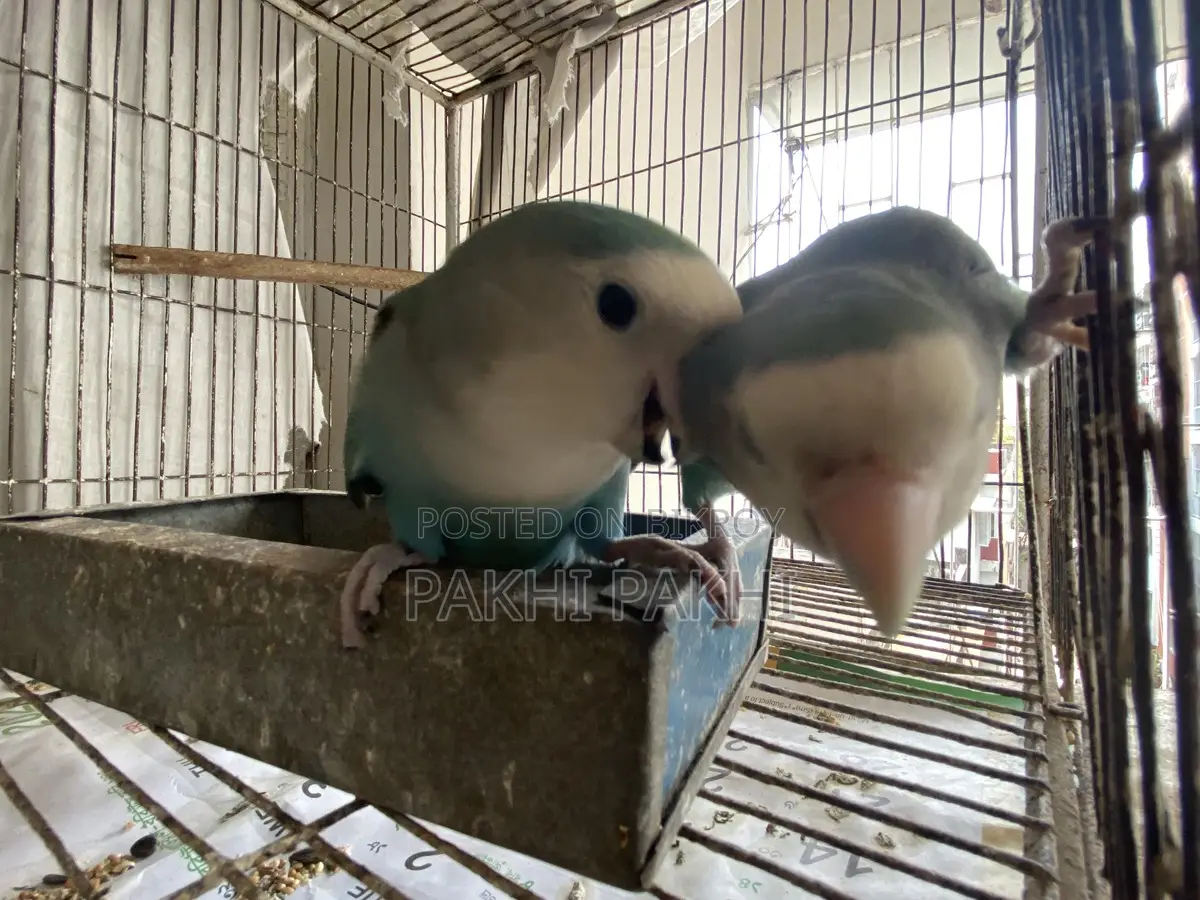 Love Bird